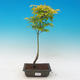Acer palmatum aureum - Javor dlaňolistý zlatý - 1/2