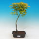 Acer palmatum aureum - Javor dlaňolistý zlatý - 1/2