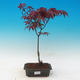 Vonkajšie bonsai - Acer palm. Atropurpureum-Javor dlaňolistý - 1/2