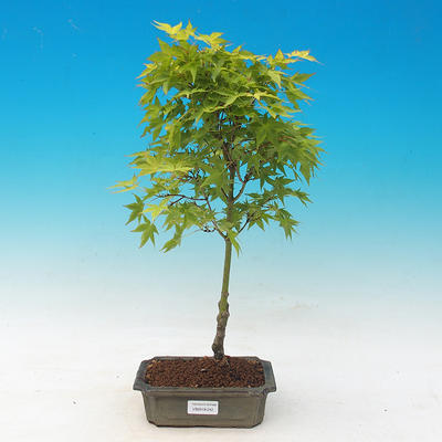 Acer palmatum aureum - Javor dlaňolistý zlatý - 1