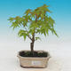Vonkajšie bonsai - Acer pal. Sango Kaku - Javor dlaňolistý - 1/2