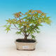 Vonkajšie bonsai - Acer pal. Sango Kaku - Javor dlaňolistý - 1/2