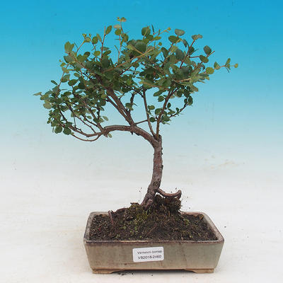 Vonkajšie bonsai - breza trpasličí - Betula NANA