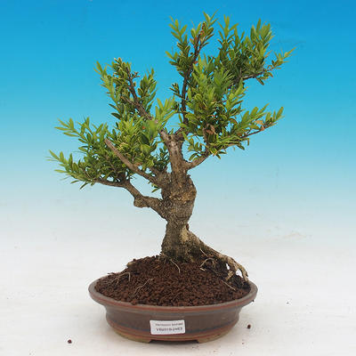 Vonkajšie bonsai - Buxus - 1