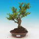 Vonkajšie bonsai - Buxus - 1/2
