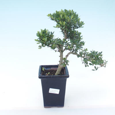 Pokojová bonsai - Ilex crenata - Cesmína PB220246
