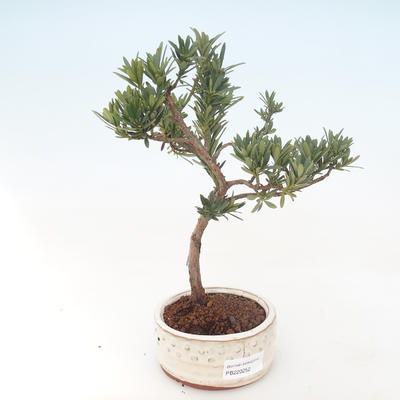 Pokojová bonsai - Podocarpus - Kamenný tis PB220252