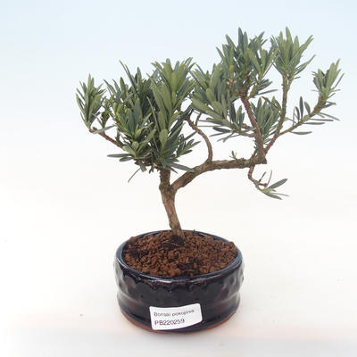 Pokojová bonsai - Podocarpus - Kamenný tis PB220259