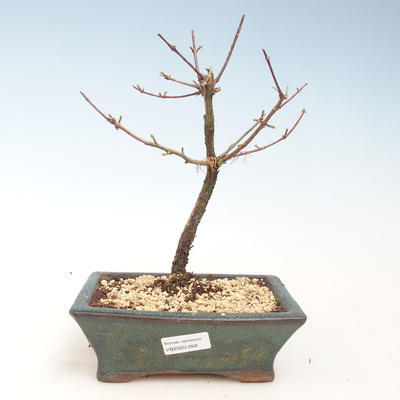 Vonkajšie bonsai - Metasequoia glyptostroboides - Metasekvoja Čínska VB2020-268 - 1