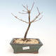 Vonkajšie bonsai - Metasequoia glyptostroboides - Metasekvoja Čínska VB2020-268 - 1/2