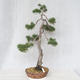 Vonkajšie bonsai - Pinus Sylvestris - Borovica lesná - 1/5
