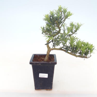 Pokojová bonsai - Podocarpus - Kamenný tis PB220272