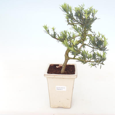 Pokojová bonsai - Podocarpus - Kamenný tis PB220273