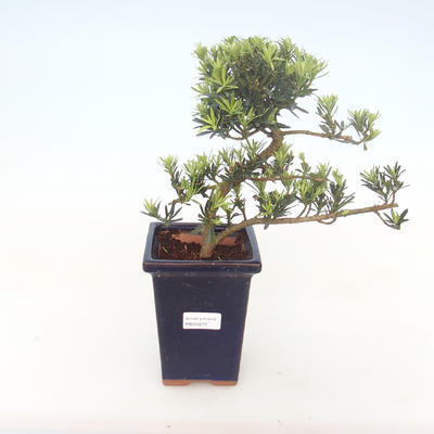 Pokojová bonsai - Podocarpus - Kamenný tis PB220277