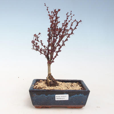 Vonkajšie bonsai - Berberis thunbergii Atropurpureum - dráč VB2020-271 - 1