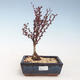 Vonkajšie bonsai - Berberis thunbergii Atropurpureum - dráč VB2020-271 - 1/2