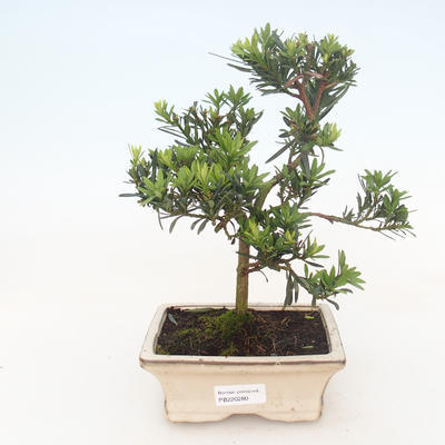 Pokojová bonsai - Podocarpus - Kamenný tis PB220280