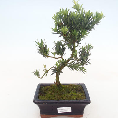 Pokojová bonsai - Podocarpus - Kamenný tis PB220286