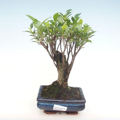 Pokojová bonsai - Ficus retusa -  malolistý fíkus PB220288 - 1