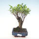 Pokojová bonsai - Ficus retusa -  malolistý fíkus PB220288 - 1/2