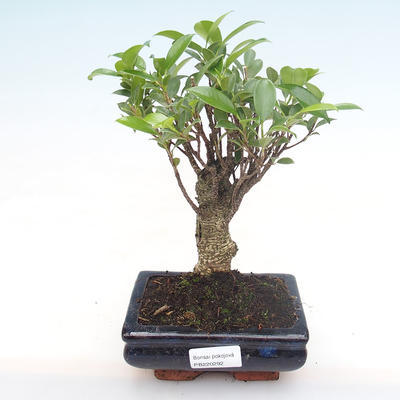 Pokojová bonsai - Ficus retusa -  malolistý fíkus PB220292 - 1