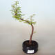 Vonkajšie bonsai - Metasequoia glyptostroboides - Metasekvoja Čínska - 1/2
