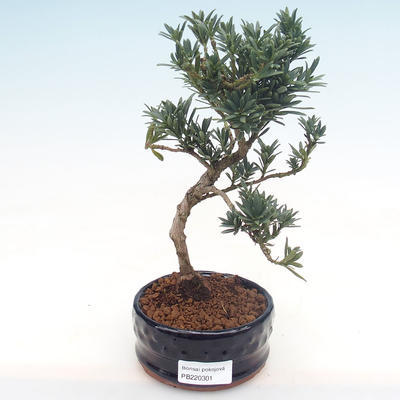 Pokojová bonsai - Podocarpus - Kamenný tis PB220301