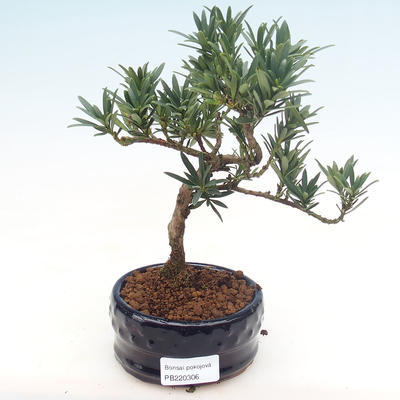 Pokojová bonsai - Podocarpus - Kamenný tis PB220306