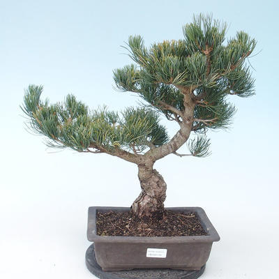 Pinus parviflora - borovica drobnokvetá VB2020-130 - 1