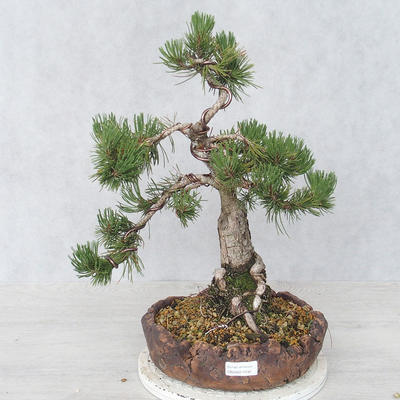 Vonkajšie bonsai - Pinus Mugo - Borovica Marhuľa - 1