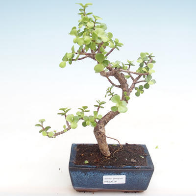 Pokojová bonsai - Portulakaria Afra - Tlustice PB220311 - 1