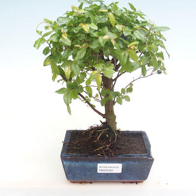 Pokojová bonsai - Sagerécie thea - Sagerécie thea  PB220320 - 1