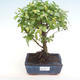 Pokojová bonsai - Sagerécie thea - Sagerécie thea  PB220320 - 1/4