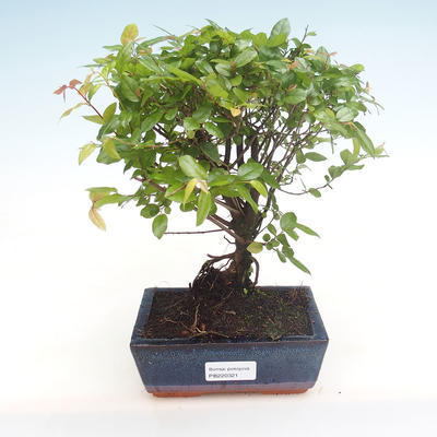 Pokojová bonsai - Sagerécie thea - Sagerécie thea  PB220321 - 1