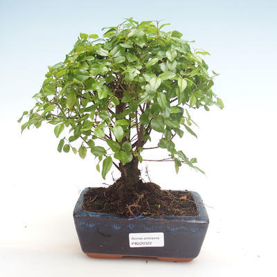Pokojová bonsai - Sagerécie thea - Sagerécie thea  PB220322 - 1