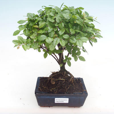 Pokojová bonsai - Sagerécie thea - Sagerécie thea  PB220326 - 1