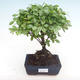 Pokojová bonsai - Sagerécie thea - Sagerécie thea  PB220326 - 1/4
