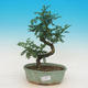 Izbová bonsai - Zantoxylum piperitum - Piepor - 1/4