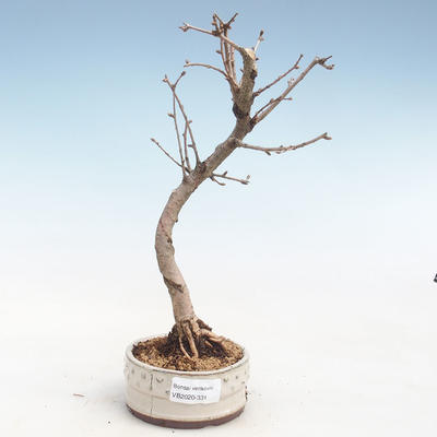 Vonkajšie bonsai - Pseudolarix amabilis - Pamodřín VB2020-331 - 1