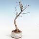Vonkajšie bonsai - Pseudolarix amabilis - Pamodřín VB2020-331 - 1/2