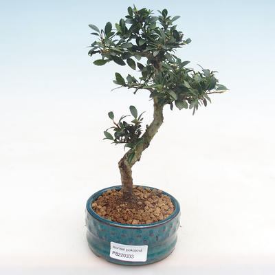 Pokojová bonsai - Ilex crenata - Cesmína PB220333