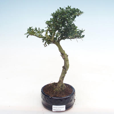 Pokojová bonsai - Ilex crenata - Cesmína PB220334