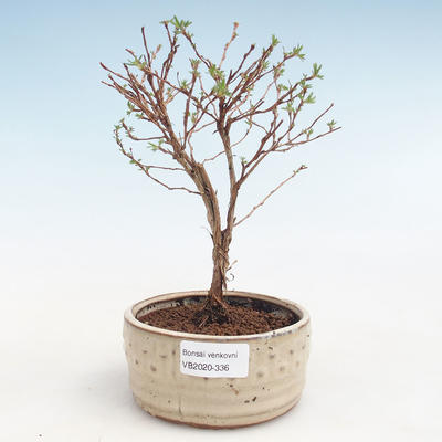 Vonkajšia bonsai-Nátržník krovitá - Potentila Jolina žltá VB2020-336 - 1