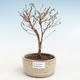 Vonkajšia bonsai-Nátržník krovitá - Potentila Jolina žltá VB2020-336 - 1/2