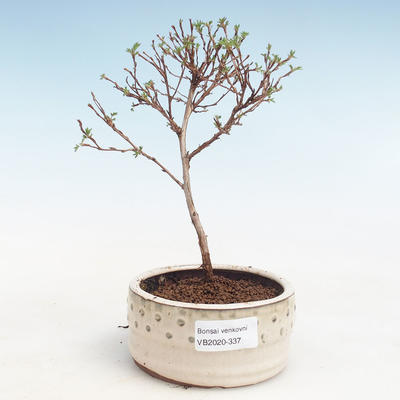 Vonkajšia bonsai-Nátržník krovitá - Potentila Jolina žltá VB2020-337 - 1