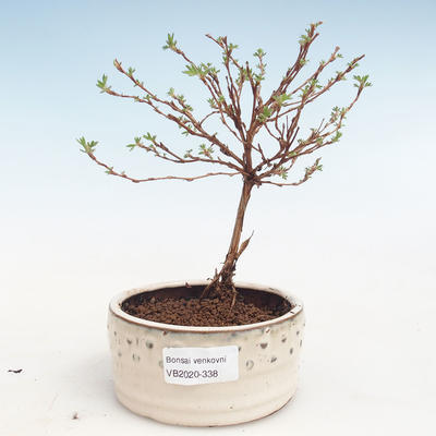 Vonkajšia bonsai-Nátržník krovitá - Potentila Jolina žltá VB2020-338 - 1