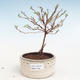 Vonkajšia bonsai-Nátržník krovitá - Potentila Jolina žltá VB2020-338 - 1/2