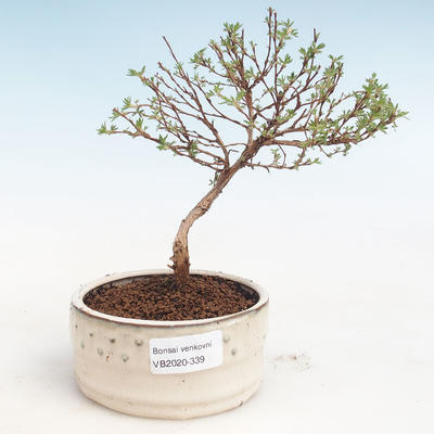 Vonkajšia bonsai-Nátržník krovitá - Potentila Jolina žltá VB2020-339 - 1