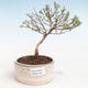 Vonkajšia bonsai-Nátržník krovitá - Potentila Jolina žltá VB2020-339 - 1/2