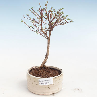 Vonkajšia bonsai-Nátržník krovitá - Potentila Jolina žltá VB2020-340 - 1